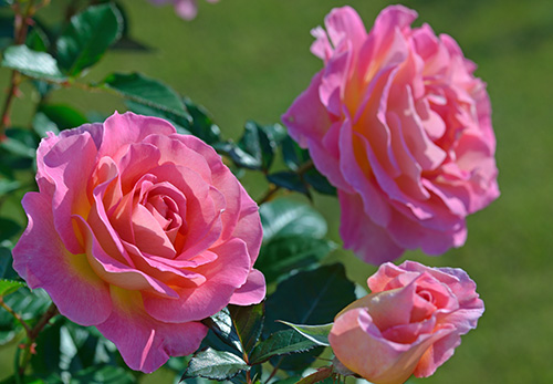 ピンク パラダイス デルバールjapon