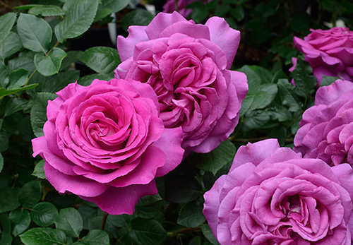 50a593b73e441502e4f5c90faefd5c