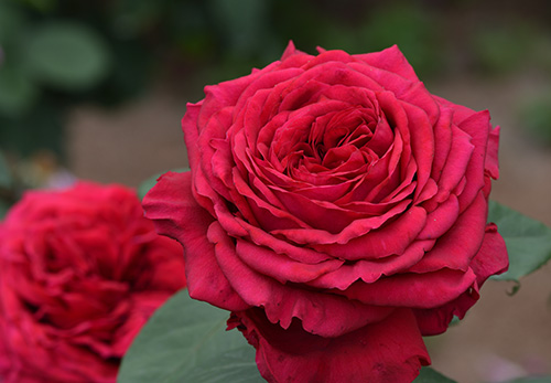 オーナー　ROSE DES VENTS (ローズ・デ・ヴァン) ローズ・デ・キャトル・ヴァン | デルバールJAPON