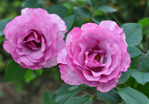 c406208d646d5fc33baac9f2dbda53