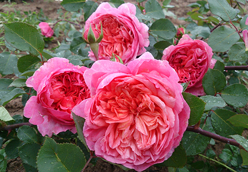 a0df3cd672991d4105783b077f2cc5