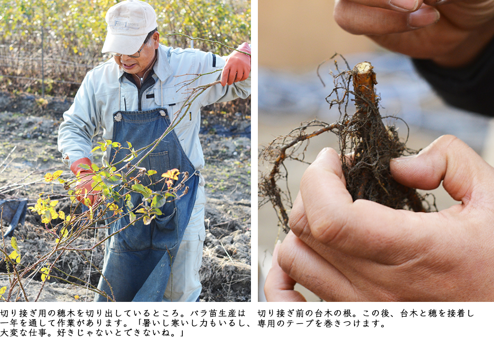 ひとつのバラ苗ができるまで 河本バラ園の紹介 デルバールjapon