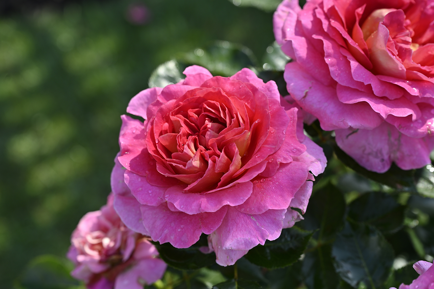 テディベア様確認用」 バラ苗 エスプリドゥパリ＆リナルド 薔薇 苗