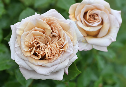 ガルニ　バラモチーフ 7bb50b58efb2be7c0614f921c3a80a